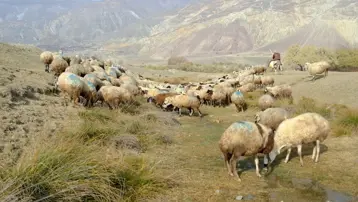 Çiftçiler isyan etti: "Hayvanlarımız şap virüsünün tehlikesinde"