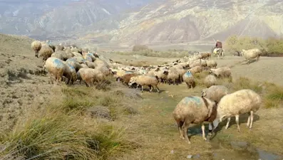 Çiftçiler isyan etti: "Hayvanlarımız şap virüsünün tehlikesinde"