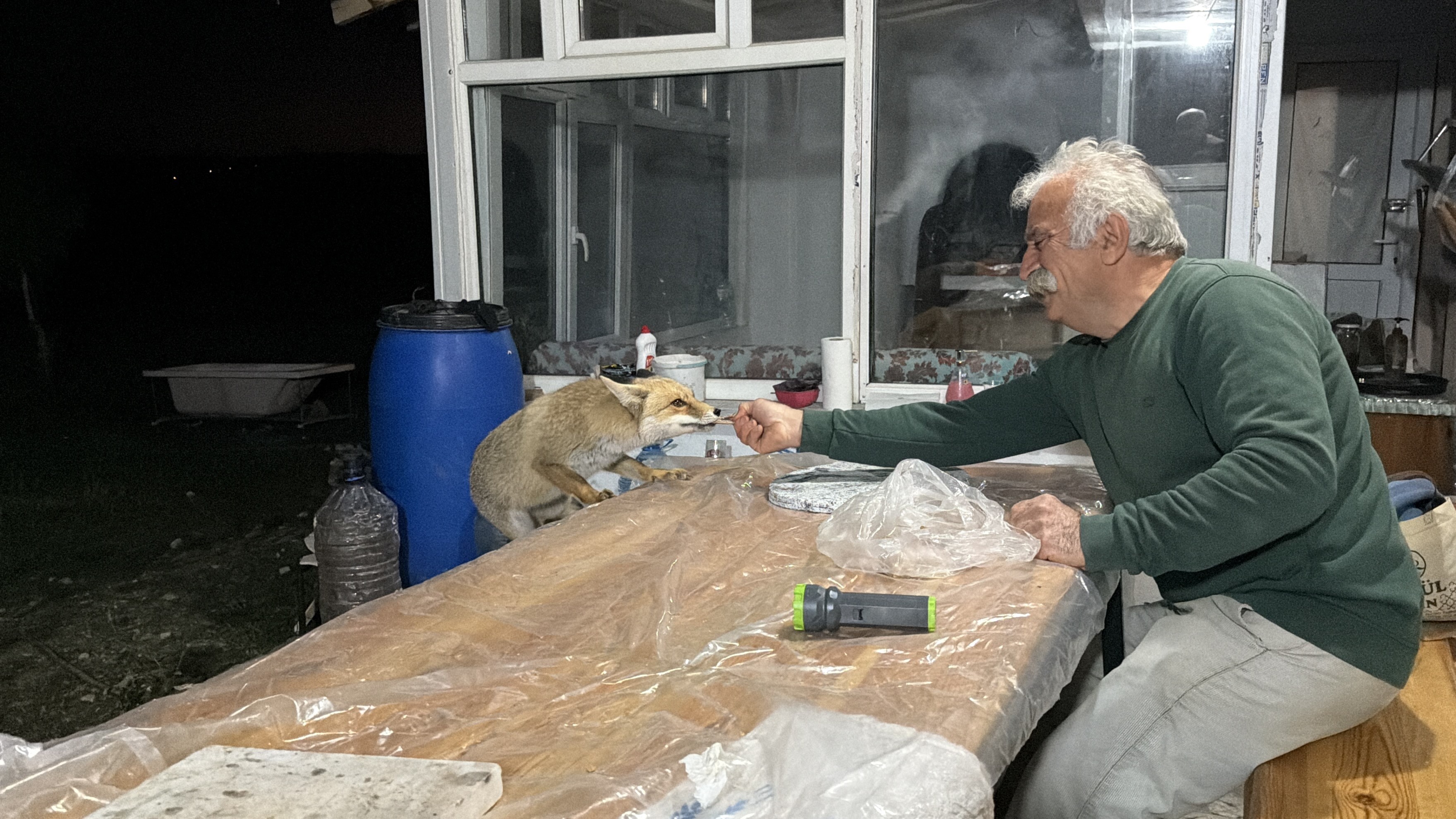 Tokat'ta alışılmadık misafirlik: Her akşam gelip besleniyorlar