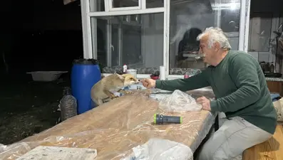 Tokat'ta alışılmadık misafirlik: Her akşam gelip besleniyorlar