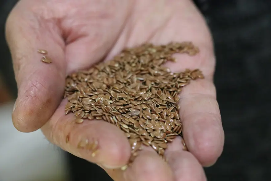 Keten tohumu mucizesi 'zeyrek' kışın vazgeçilmezi Keten tohumu mucizesi 'zeyrek' kışın vazgeçilmezi