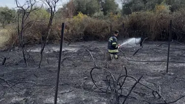 Temizlik için başlatılan yangında üzüm bağları yandı