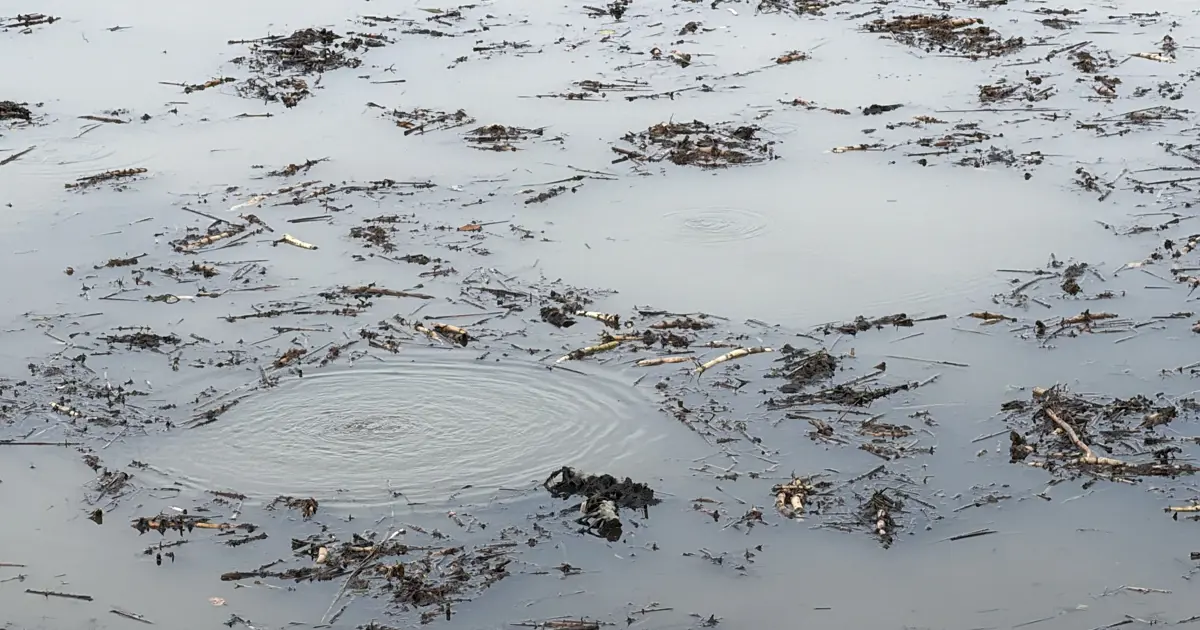 Sapanca Gölü'nün ardından bir gölde daha görüldü: Bölgede kabarcık paniği