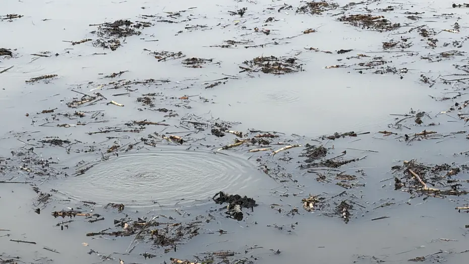 Sapanca Gölü'nün ardından bir gölde daha görüldü: Bölgede kabarcık paniği