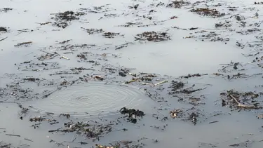 Sapanca Gölü'nün ardından bir gölde daha görüldü: Bölgede kabarcık paniği