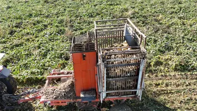 Son ürünler toplanmaya başladı: 10 ton verim bekleniyor