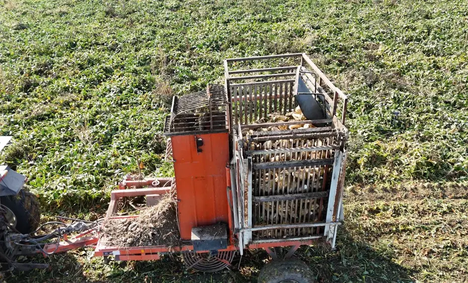 Son ürünler toplanmaya başladı: 10 ton verim bekleniyor