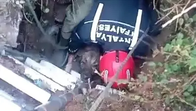 Antalya'da bir köpek fosseptik çukuruna düştü