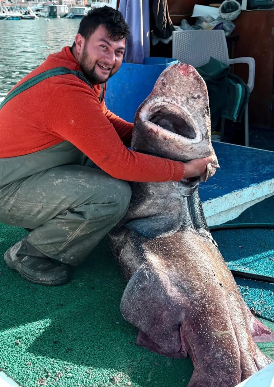 Yalova açıklarında 4 metrelik köpek balığı ağlara takıldı 1