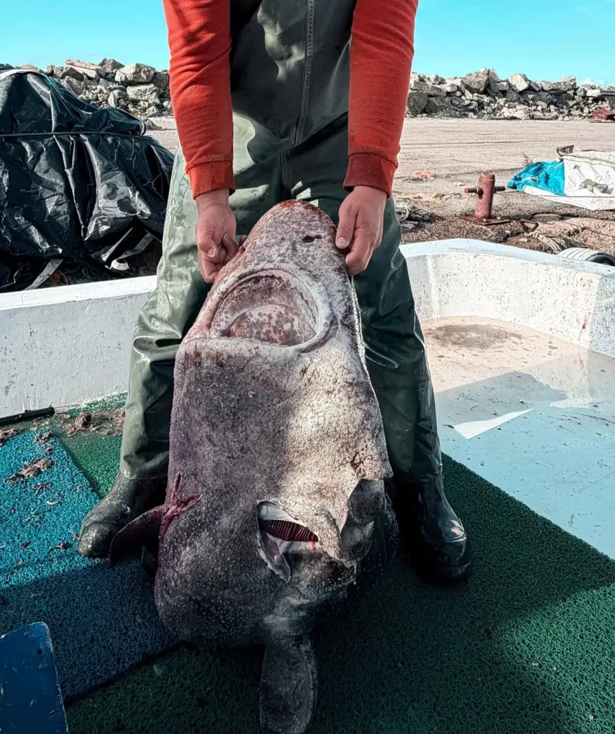 Yalova açıklarında 4 metrelik köpek balığı ağlara takıldı 
