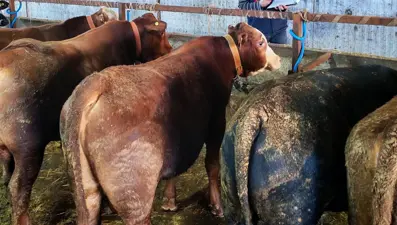 Tekirdağ'da büyükbaş hayvanlara sağlık taraması ve şap aşısı yapıldı