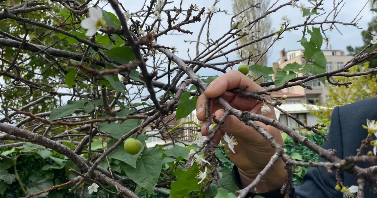 Erik ağacı kışa girmeden çiçek açtı meyve verdi