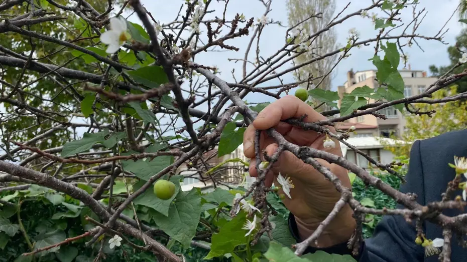 Erik ağacı kışa girmeden çiçek açtı meyve verdi