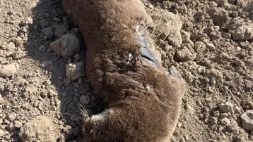 Nesli tükenme tehlikesi altındaki su samuru ölü bulundu
