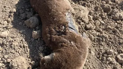 Nesli tükenme tehlikesi altındaki su samuru ölü bulundu