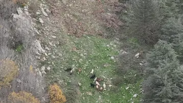 Osmaniye&#x27;de kaybolan koyunlar drone ile bulundu 