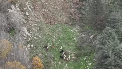 Osmaniye'de kaybolan koyunlar drone ile bulundu 