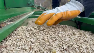 Halk arasında ''kabulca'' adıyla biliniyor: Şifa deposu besin toprakla buluşturuldu