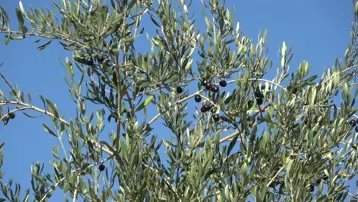 Şırnak'ta zeytin bahçesini don vurdu, ağaçlardan ürün alınamadı