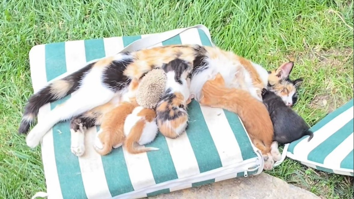 Kedi ve kirpilerin "süt kardeşliği" 