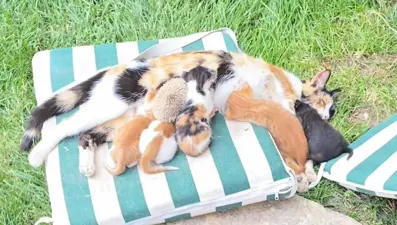 Kedi ve kirpilerin "süt kardeşliği" 