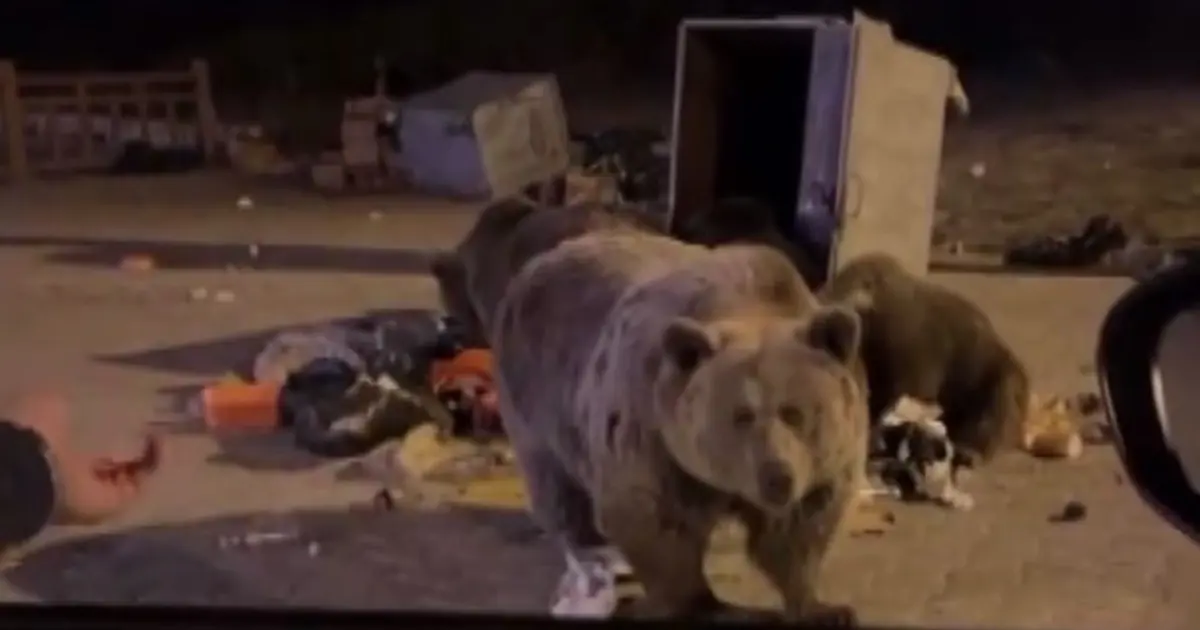 Elleriyle ayı beslemeye çalıştı saldırıya uğradı