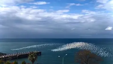 Martılardan denizin üstünde görsel şölen