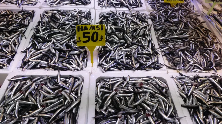 Uzun yıllar sonra ilk kez hamsi bolluğu yaşanıyor 