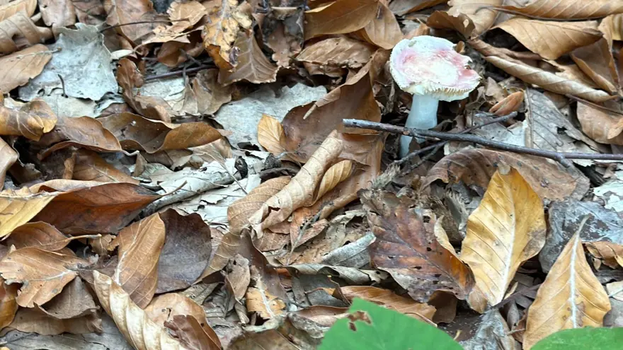 CİDDİ SORUNLARA YOL AÇABİLİR 4