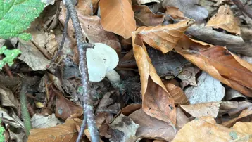 Ormandan toplanıyor, doğada 10 binden fazla var: Organ yetmezliğine götürüyor