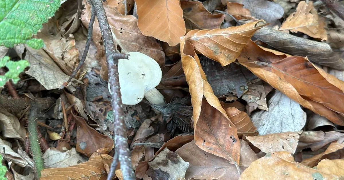 Ormandan toplanıyor, doğada 10 binden fazla var: Organ yetmezliğine götürüyor