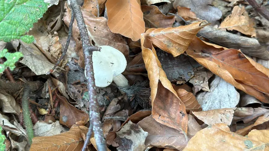 Ormandan toplanıyor, doğada 10 binden fazla var: Organ yetmezliğine götürüyor 