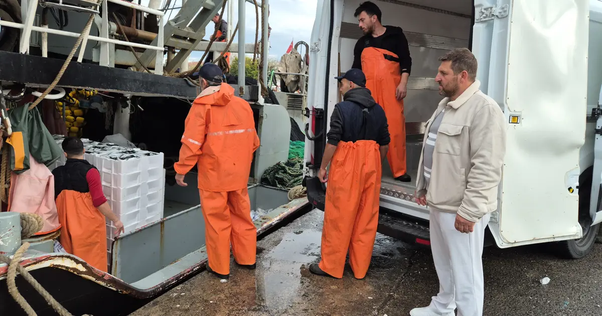 Kasa kasa yakaladılar: Limanda hareketlilik, yüzlercesi ağlara takıldı