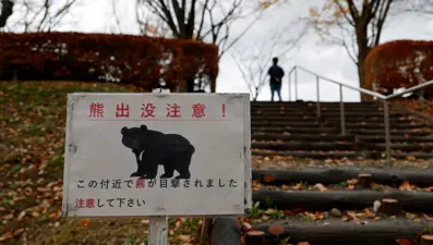 Japon firmadan "ayı sigortası" hizmeti