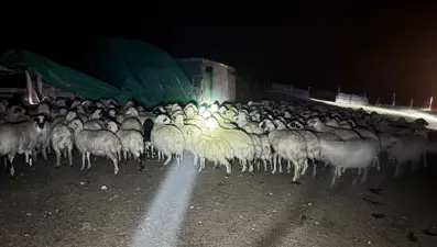 Siste kaybolan koyunlar dron yardımıyla bulundu