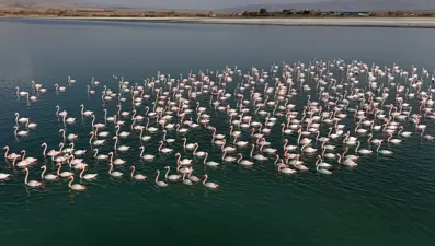 Flamingoların Van&#x27;daki misafirliği uzadı