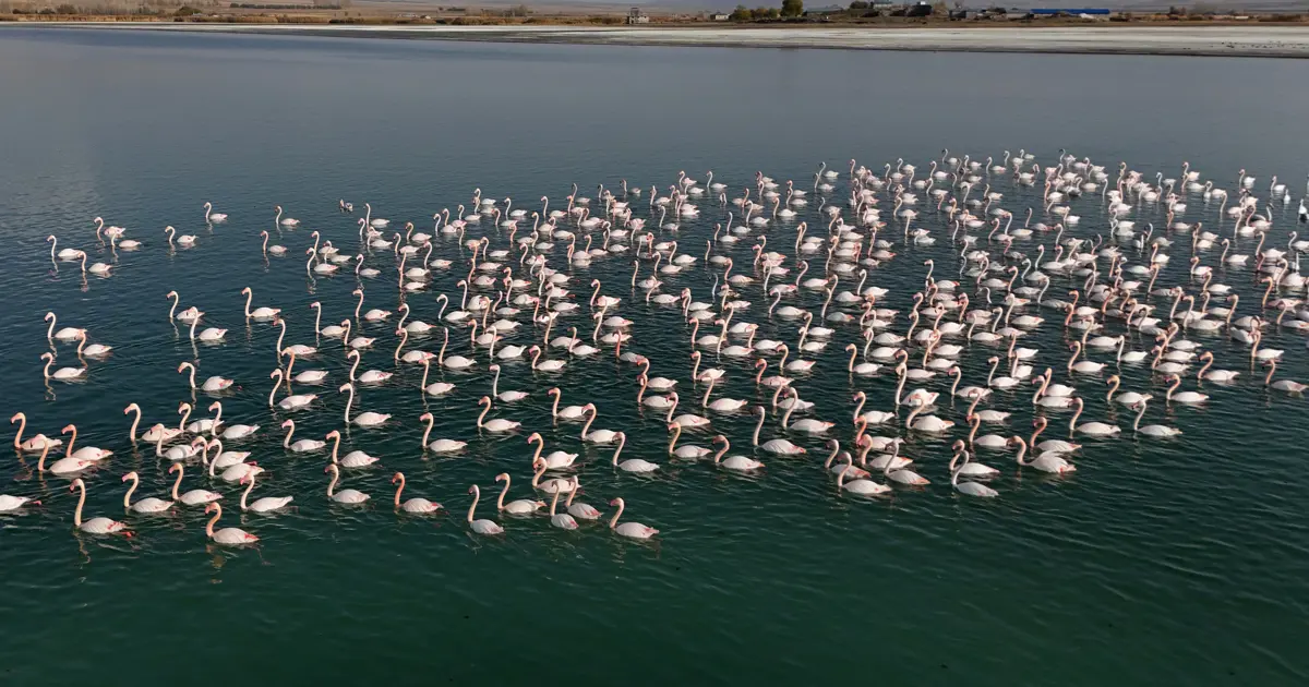 Binlerce kuş türünü barındırıyor