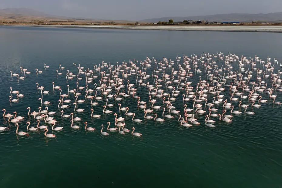Flamingoların Van'daki misafirliği uzadı