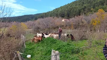 Hayvanlar drone'la kurtarıldı
