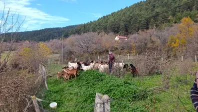 Hayvanlar drone'la kurtarıldı
