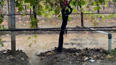 Manisa'da özlenen yağışlar çiftçinin yüzünü güldürdü 