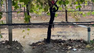 Manisa'da özlenen yağışlar çiftçinin yüzünü güldürdü 
