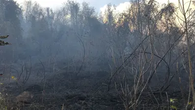 Hopa'da orman yangını