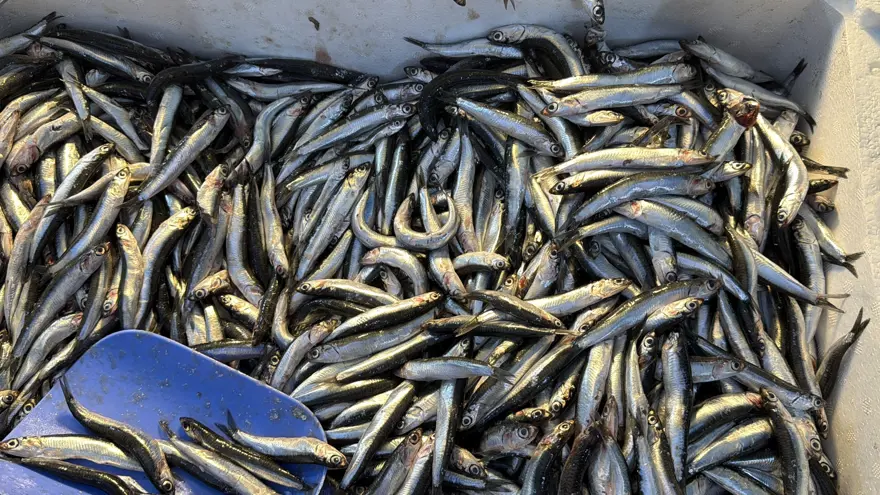 Palamut Gürcistan'a kaçtı, tezgahlar ona kaldı! Bolluk var, yoğun ilgi görüyor 