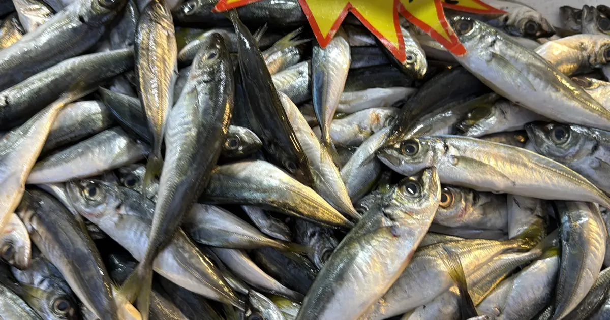 Palamut Gürcistan'a kaçtı, tezgahlar ona kaldı! Bolluk var, yoğun ilgi görüyor