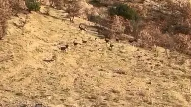 Nesli tükenme tehdidi altında, Elazığ'da görüldü