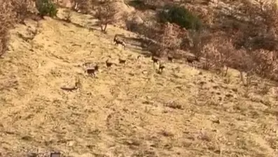 Nesli tükenme tehdidi altında, Elazığ'da görüldü