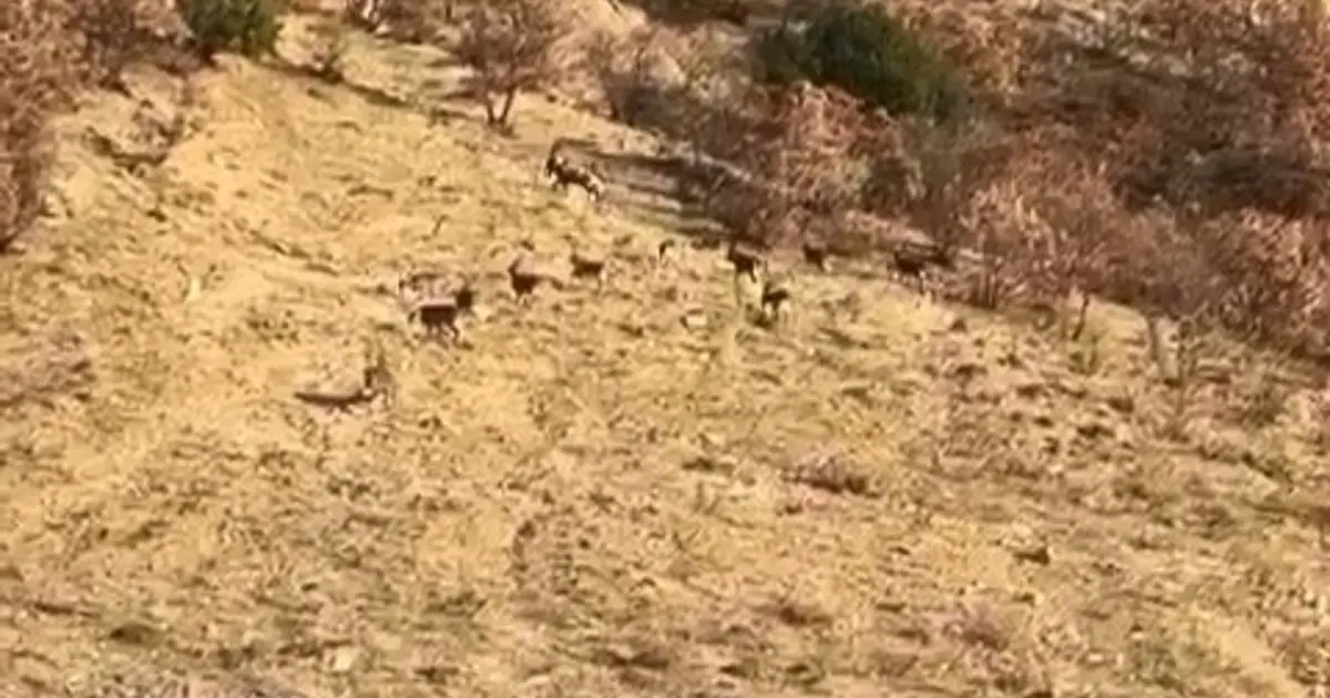 Nesli tükenme tehdidi altında, Elazığ'da görüldü