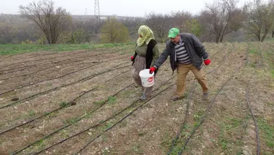 Çay, yoğurt, bal ve zeytinyağıyla tüketiliyor; 3 dönümlük alana ekti, gramını 600 TL'den satıyor