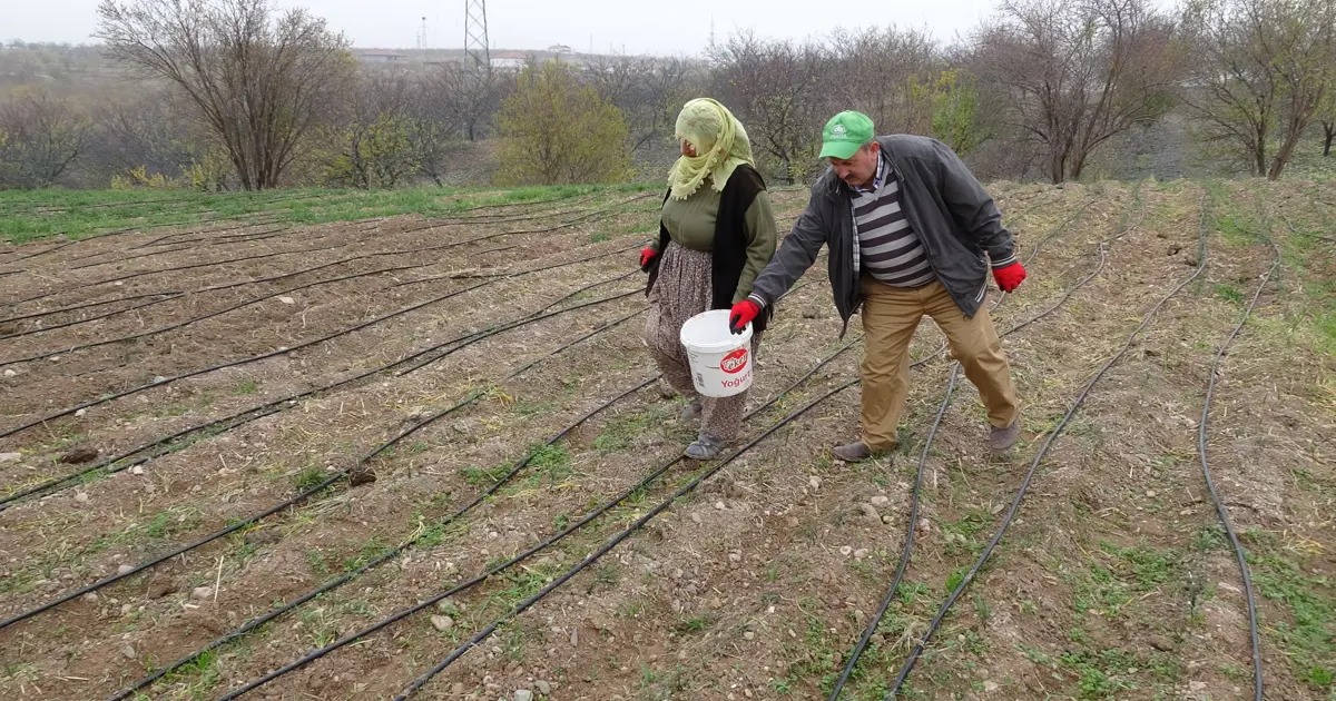 Çay, yoğurt, bal ve zeytinyağıyla tüketiliyor; 3 dönümlük alana ekti, gramını 600 TL'den satıyor